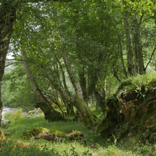 Actividad Familiar: Granjero por un Día en Casa Martín (Fondos de Vega, Asturias)