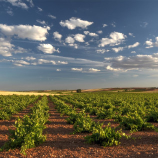 Escapada en Casa Rural y Visita a Bodega Campos de Dulcinea con Cata de Vinos para dos (Toledo)