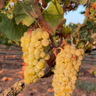 Tour & Tasting: Visita al Castell de Vilarodona y Cata de Vino para dos (Tarragona)