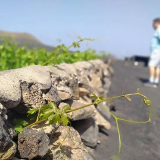 Visita a los Viñedos y a la Bodega Vulcano con Cata de Vinos Guiada (Lanzarote)