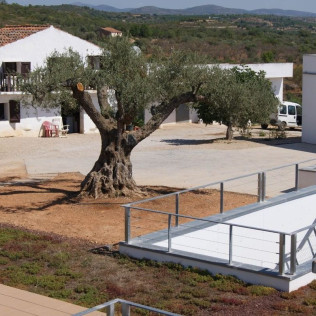 Visita Premium: Visita Guiada a Bodega Mas de Rander y Viñas con Cata de 5 Vinos y Aceite (Torreblanca, Castellón)