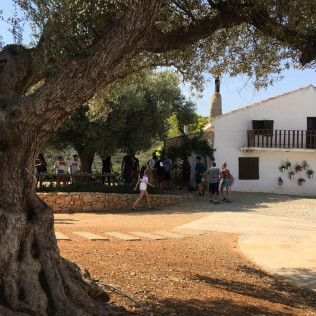 Visita Premium: Visita Guiada a Bodega Mas de Rander y Viñas con Cata de 5 Vinos y Aceite (Torreblanca, Castellón)