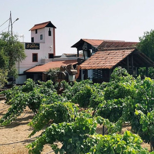 Visita a Bodegas Reverón con Cata de Vinos y Picoteo (Villaflor, Tenerife)