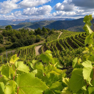 Escapada con Visita a las Viñas, Bodega y Cata La Caseta del Priorat I (Porrera, Tarragona)