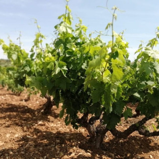 Visita, Cata de Vinos y Aperitivo en l'Estanquer (Canet lo Roig, Castellón)