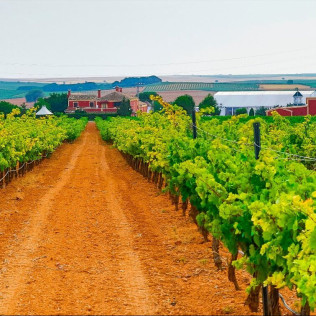 Visita a Viñedos y Bodega con Cata de Vinos en Finca Carril Cruzado (Cuenca)