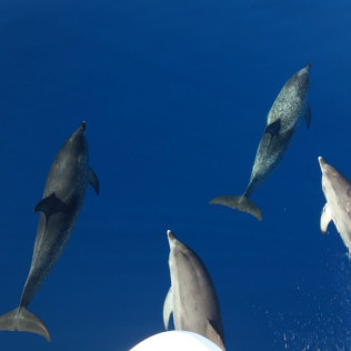 Salida en Catamarán con Avistamiento de Cetáceos y Snorkel (Las Galletas, Santa Cruz de Tenerife)