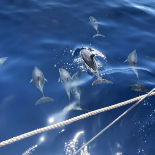 Salida en Catamarán con Avistamiento de Cetáceos y Snorkel (Las Galletas, Santa Cruz de Tenerife)
