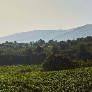 Visita a las Cavas Codorníu con degustación de 2 cavas de alta gama (Sant Sadurní d'Anoia, Barcelona)
