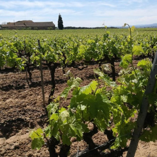 Tradición, Territorio Penedès-Garraf: Ruta, Visita Guiada, Cata de Vino y Cava y Aperitivo en Caves Cuscó Berga (Les Gunyoles, Barcelona)