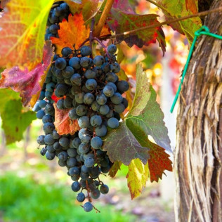 Tradición, Territorio Penedès-Garraf: Ruta, Visita Guiada, Cata de Vino y Cava y Aperitivo en Caves Cuscó Berga (Les Gunyoles, Barcelona)