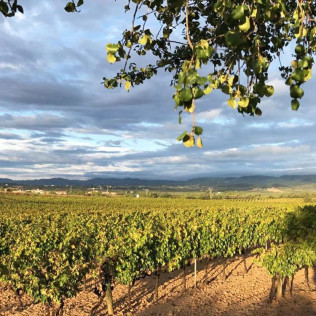 Visita a Celler Parató con Cata de Vinos para dos (El Pla del Penedès, Barcelona)
