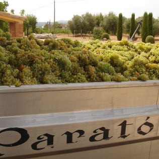 Visita a Celler Parató con Cata de Vinos para dos (El Pla del Penedès, Barcelona)