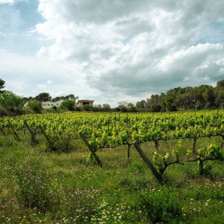 Visita a Bodega y Cata de Vinos en Celler Clot de les Soleres (Piera, Barcelona)