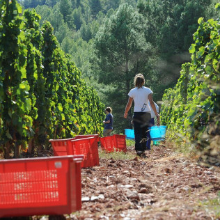 Visita al Celler Ficaria Vins con Cata de 3 Vinos para dos (La Figuera, Tarragona)