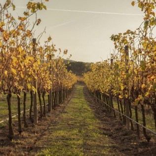 Visita a Celler Mas Geli con Cata de Vinos para dos (Pals, Girona)