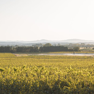 Visita a Celler Mas Geli con Cata de Vinos para dos (Pals, Girona)