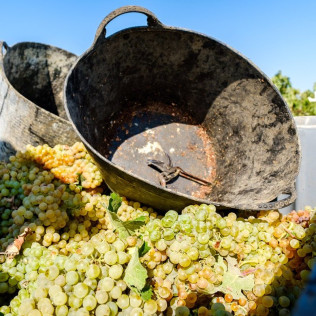 Visita a la Viña y a la Bodega con Almuerzo o Cena en Albariza de la Torre (Jerez de la Frontera, Cádiz)