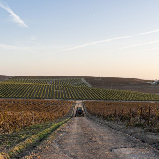 Visita a la Viña y a la Bodega con Almuerzo o Cena en Albariza de la Torre (Jerez de la Frontera, Cádiz)