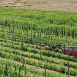 Visita a la Granja y a la Fábrica con Cata de Cerveza y Comida o Cena en Lo Vilot Farm Brewery (Almacelles, Lleida)
