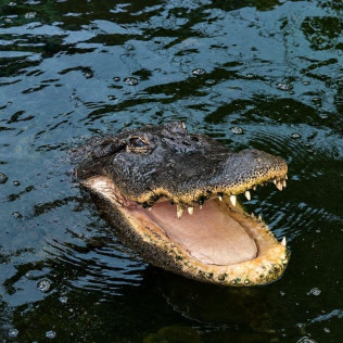 Entrada a Crocodile Park (Torremolinos, Málaga)