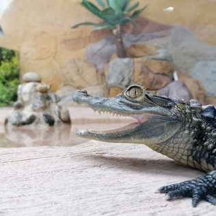 Entrada a Crocodile Park (Torremolinos, Málaga)