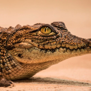 Entrada a Crocodile Park (Torremolinos, Málaga)