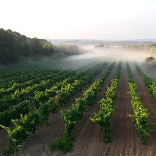 Visita-Curso de Enología y Degustación en Bodega para dos (Barcelona)