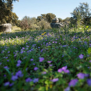 Gastro Dehesa: Ruta Musealizada de la Dehesa y Degustación (Mérida, Badajoz)