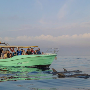Dolphin Experience: Navegación con Avistamiento de Delfines (Mallorca)