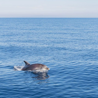 Dolphin Experience: Navegación con Avistamiento de Delfines (Mallorca)