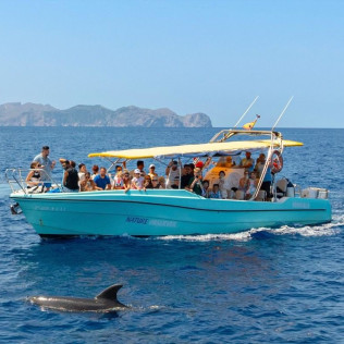 Dolphin Experience: Navegación con Avistamiento de Delfines (Mallorca)