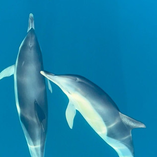 Paseo en Barco con Avistamiento de Delfines, Snorkel y Bebidas (Benalmádena, Málaga)