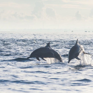 Dolphin Trip: Avistamiento de Delfines en Barco (Fuengirola, Málaga)