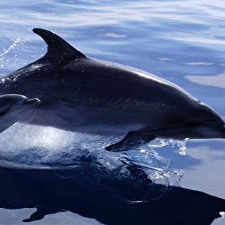 Dolphin Trip: Avistamiento de Delfines en Barco (Fuengirola, Málaga)