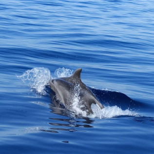 Dolphin Trip: Avistamiento de Delfines en Barco (Fuengirola, Málaga)