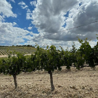 Visita a Bodega Dominio Lubiano con Cata de 3 Vinos y Aperitivo (Pesquera de Duero, Valladolid)
