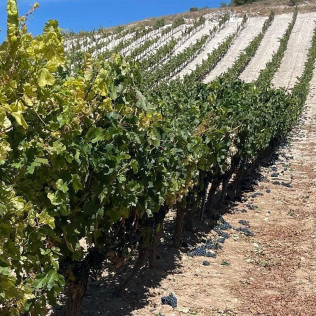 Visita a Bodega Dominio Lubiano con Cata de 3 Vinos y Aperitivo (Pesquera de Duero, Valladolid)