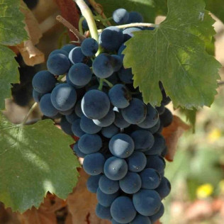 In Malleolus Veritas: Visita a Bodega, Aperitivo y Cata Premium de Vino en Bodegas Emilio Moro (Pesquera de Duero, Valladolid)