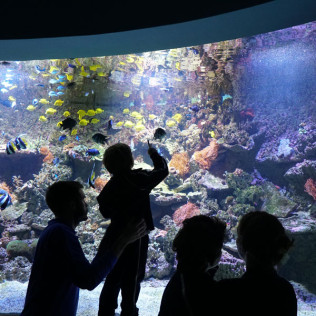 Entrada al Acuario de Sevilla (Sevilla)