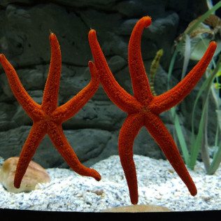 Entrada al Acuario de Sevilla (Sevilla)