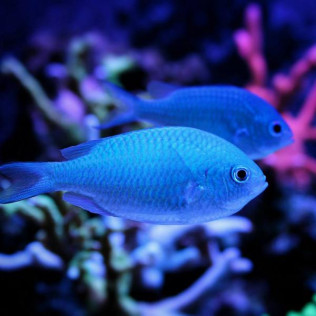 Entradas a Atlantis Aquarium (Madrid)