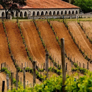 Visita Premium a Bodega y Viñedos Pradorey con Cata Dirigida de 3 Vinos de Alta Gama para dos (Gumiel de Mercado, Burgos) 