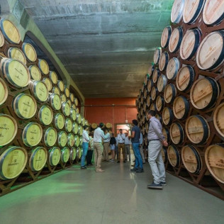 Visita Premium a Bodega y Viñedos Pradorey con Cata Dirigida de 3 Vinos de Alta Gama para dos (Gumiel de Mercado, Burgos) 
