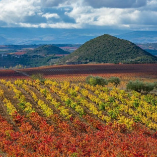 Visita a Bodegas Castiblanque con Cata de Vino y Comida (Campo de Criptana, Ciudad Real)