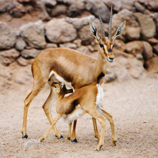 Entrada a Oasis Wildlife Fuerteventura (La Lajita, Fuerteventura)