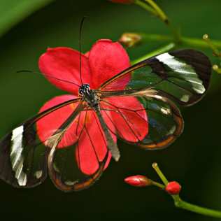 Entrada a Mariposario de Benalmádena (Málaga)