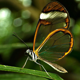 Entrada a Mariposario de Benalmádena (Málaga)