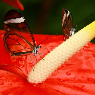 Entrada a Mariposario de Benalmádena (Málaga)