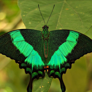 Entrada a Mariposario de Benalmádena (Málaga)